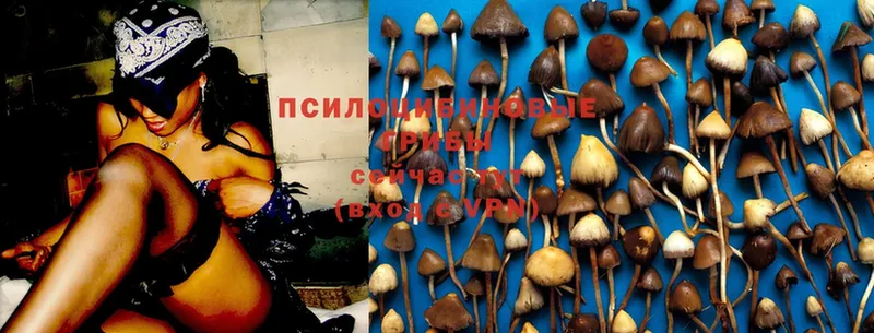 Псилоцибиновые грибы MAGIC MUSHROOMS  Лихославль 